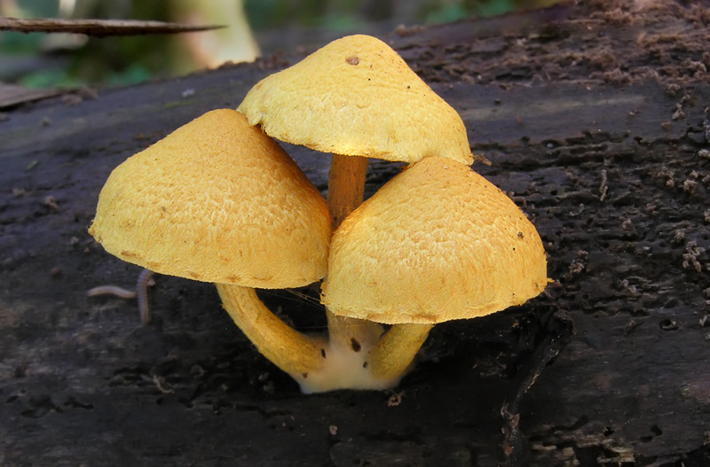 Pholiota tuberculosa